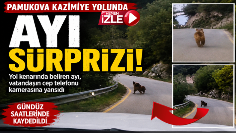 Pamukova – Kazımiye Mahalle  Yolunda Ayı Sürprizi…