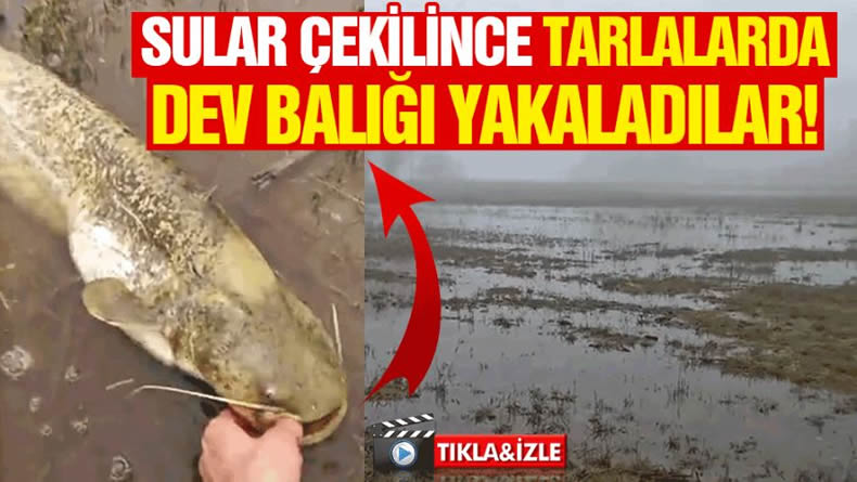 Sakarya Nehrinde Sular Çekilince Tarlalarda Dev Balığı Yakaladılar!