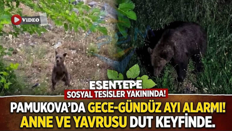 ayı
