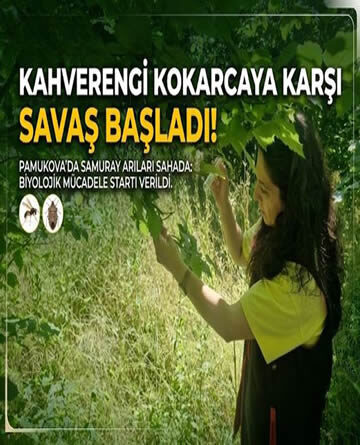 Pamukova’da Doğal Mücadele Başladı; Samuray Arıları Sahaya İndirildi..