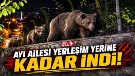 ayı