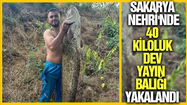 Sakarya Nehri’nde 40 Kiloluk Dev Yayın Balığı Yakalandı…