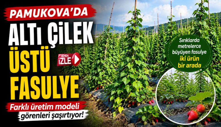 ”Altı Çilek, Üstü Fasulye” Pamukova’da Dikkat Çeken Üretim Modeli..