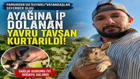 mutlu.fw