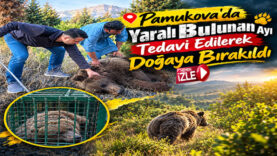 ayı