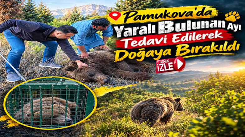 ayı
