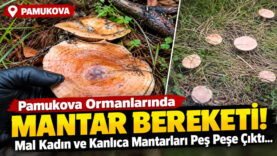 mantar