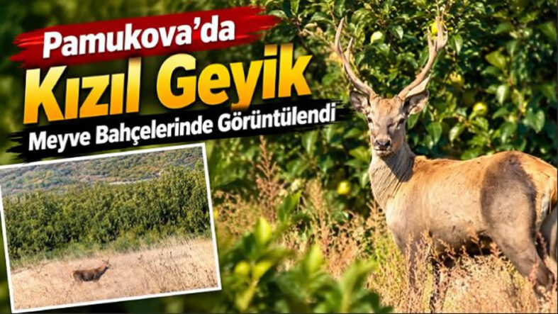 Pamukova’da Meyve Bahçelerinde Kızıl Geyik Görüntülendi…